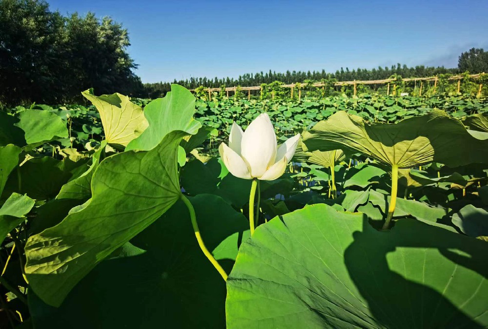 永清百果園